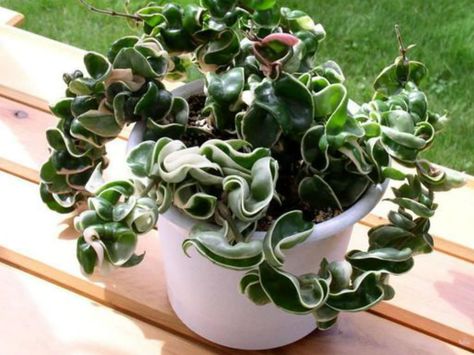 Hoya compacta 'Regalis' - Variegated Hindu Rope is variegated form of Hoya compacta. Dark green curled fleshy foliage, edged in creamy... Non Toxic House Plants, Non Toxic House, Hoya Compacta, Hindu Rope Plant, Rope Plant, Wax Plant, Farmhouse Landscaping, Balcony Plants, Unusual Plants