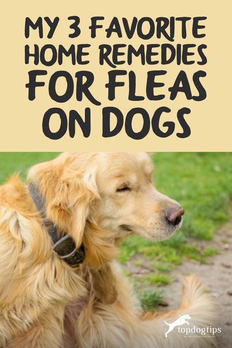 My 3 Favorite Home Remedies for Fleas on Dogs (Natural and Safe) Remedies For Fleas On Dogs, Natural Flea Killer, Flea Powder For Dogs, Kill Fleas On Dogs, Homemade Flea Spray, Fleas On Dogs, Flea Spray For Dogs, Natural Flea Remedies, Flea Shampoo For Dogs