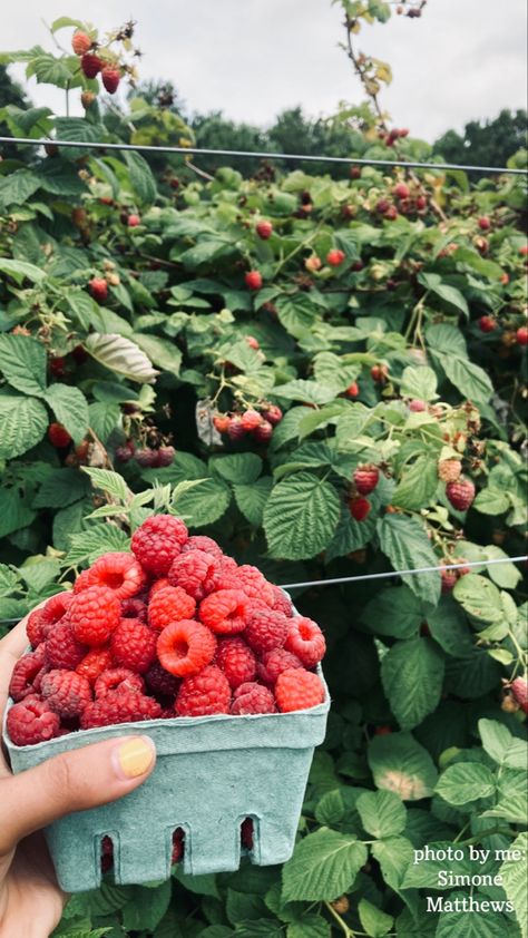 Berry Picking Aesthetic, Raspberry Picking, Fruit Bushes, Berry Picking, Fruit Picking, Aesthetic Life, Food Forest, Yummy Comfort Food, Wild Berry