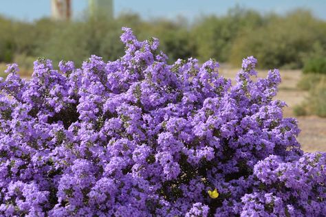 12 Heat-Tolerant Shrubs for Summer Heat - Garden Lovers Club Heat Tolerant Plants, Low Maintenance Shrubs, Scorching Sun, Crape Myrtle, Low Maintenance Garden, Flower Spike, Drought Tolerant Plants, Garden Lovers, Summer Heat