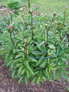 Peony Support, Peony Care, Planting Peonies, Growing Peonies, Flower Garden Design, Cut Flower Garden, Peonies Garden, The Secret Garden, Garden Yard Ideas