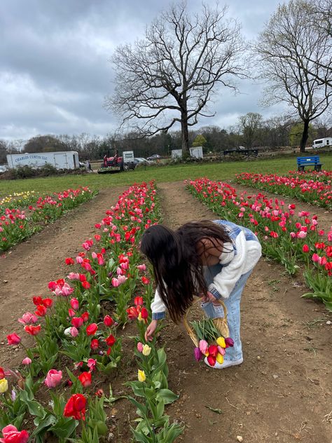 Tulip picking inspiration pics Outfits For Tulip Field, Tulip Farm Outfit Ideas, Tulip Farm Pictures, Tulip Feild Pics, Tulip Field Outfit Ideas, Tulip Picking Outfit, Tulip Garden Photoshoot, Tulip Farm Outfit, Tulip Field Outfit