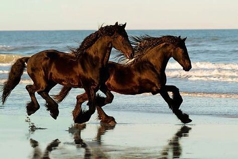 . Horses Galloping, Brown Horses, Friesian Horses, Horses Running, Horse Galloping, Most Beautiful Animals, Friesian Horse, Majestic Horse, All The Pretty Horses