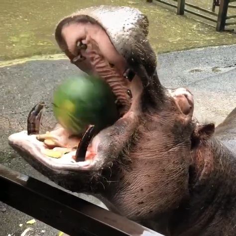 Great Outdoors on Instagram: “Hippos eating watermelons is absolutely terrifying (via @shiikuinsanzookeeper) Follow @deepandscary for more!👈⁣⁣⁣⁣⁣⁣⁣⁣⁣⁣⁣⁣⁣⁣⁣⁣⁣⁣⁣…” Terrifying Animals, Hippo Eating, Eating Watermelon, Amazing Animals, Hippopotamus, Great Outdoors, Cute Love, Watermelon, Memes