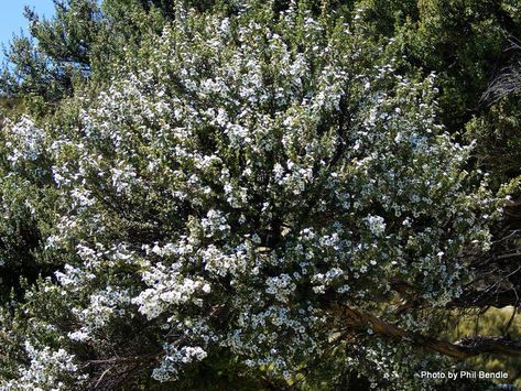 What is Manuka? | Nightsky Cottage Manuka Plant, Leptospermum Scoparium, Lifestyle Block, Manuka Tree, Medicine Garden, Types Of Honey, Research Analysis, Environmental Management, Plant Magic