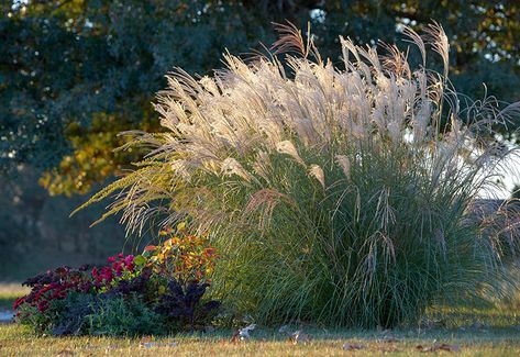 The Best Maiden Grasses for Your Garden: Get three seasons of beauty with low-maintenance maiden grasses. See which one is best for your garden and learn our tips for growing these versatile plants. Maiden Grass Ideas, Zone 4 Ornamental Grasses, Maiden Grass Landscaping Ideas, Silver Grass Plants, Maiden Grass Landscaping, Cozy Yard, Wildlife Garden Design, Garden Grasses, Texas Gardens