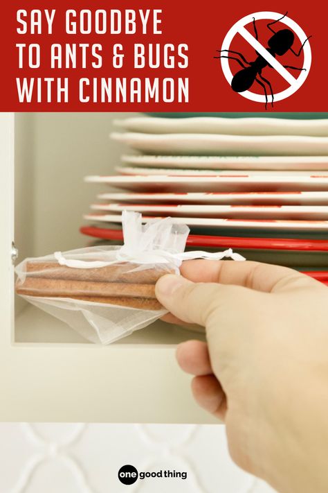 a womans hand putting a bag of cinnamon sticks in a cupboard filled with plates, text overlay reads "say goodbye to ants and bugs with cinnamon" Uses For Cinnamon Sticks, Uses For Cinnamon, Cinnamon Sticks Recipe, Homemade Heating Pad, Cinnamon Uses, Bug Bites Remedies, Ants Activities, Spice Cupboard, Stick Bug