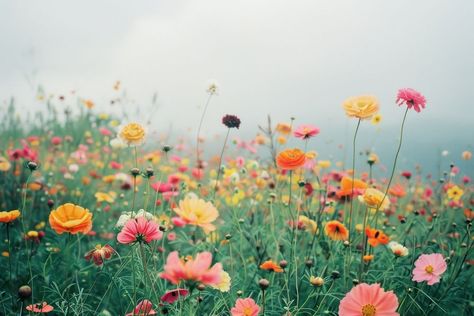 Flower Meadow Aesthetic, Meadow Aesthetic, Flower Field Landscape, Flowers Horizontal, Field Landscape, Flower Meadow, Flower Field, Landscape Photos, Anemone