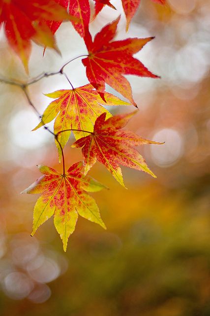 Autumn bokeh | Flickr - Photo Sharing! Autumn Scenes, Airbrush Art, Autumn Scenery, Autumn Painting, Autumn Beauty, Yellow Leaves, Fall Pictures, Fall Wallpaper, Red And Yellow