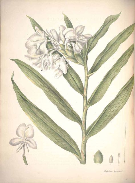 Hedychium coronarium Hedychium Coronarium, Plant Illustrations, Hand Paint, Old Book, Botany, Tattoos And Piercings, Botanical Gardens, Taiwan, Line Art