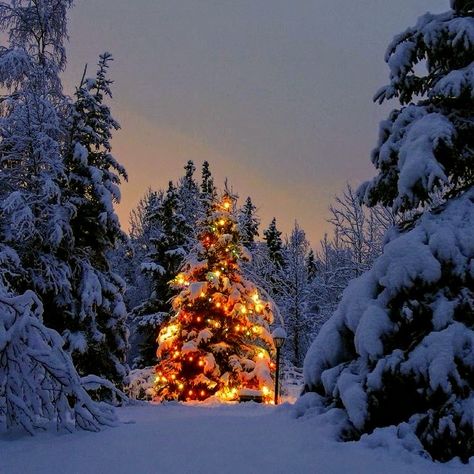 Christmas Outside Aesthetic, Outdoor Christmas Aesthetic, Aesthetic Christmas Landscape, Crismas Tree, Christmas Nature, Christmas Lockscreen, Cold Christmas, Christmas Dreaming, Christmas Forest