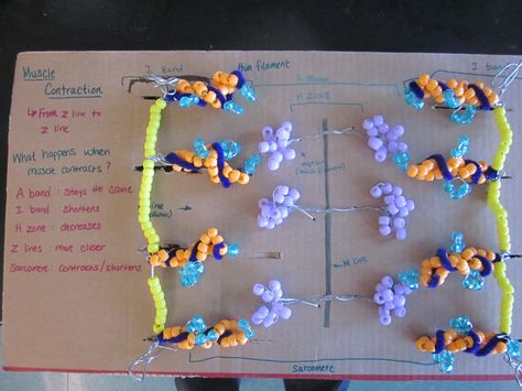 Sliding filament theory, manipulative model Sliding Filament Theory, Muscular System Anatomy, Human Body Projects, School Biology, A Level Biology, Biology Classroom, High School Biology, Game Based Learning, Muscular System