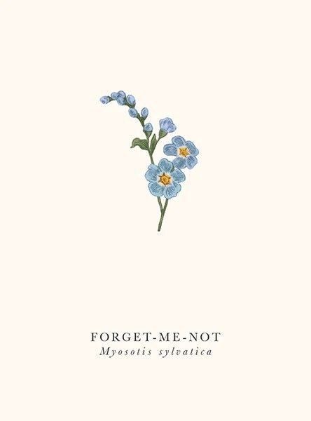 Drawing Forget Me Not Flower, Do Not Forget Me Flower, Loves Me Loves Me Not, Forget Me Not Print, Small Forget Me Not Flowers Tatoos, Forget Me Not Botanical Illustration, Paint Forget Me Not Flower, Forget Me Nots Drawing, Draw Forget Me Nots Flower