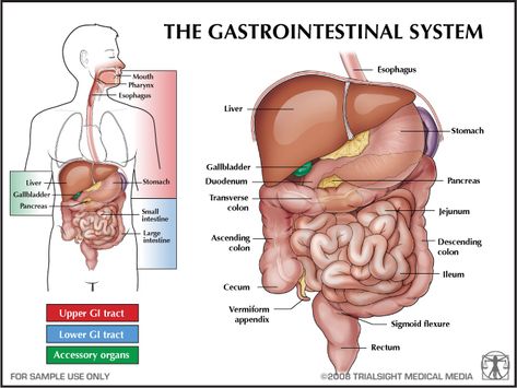 Health Education/Information - GI System Gi System, Gastrointestinal System, Reflux Disease, Book Appointment, Body Systems, Acid Reflux, Anatomy And Physiology, The Human Body, Digestive System