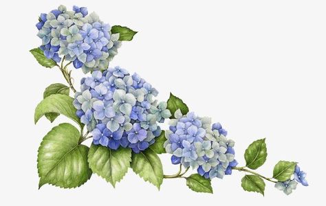 hand-painted hydrangea,green leaves,hand-painted flowers,flowers,hand-painted material,hand-painted,hydrangea,green,leaves,material,hand-painted clipart,hydrangea clipart Hydrangea Tattoo, Hydrangeas Art, Bellis Perennis, Watercolor Hydrangea, Hydrangea Painting, Foto Transfer, Flower Cottage, Illustration Botanique, Hydrangea Flowers