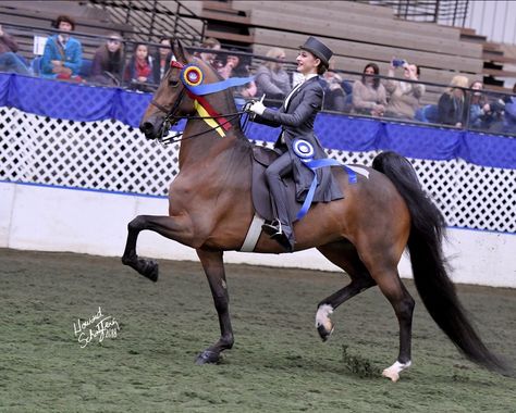 Saddleseat Equitation, American Saddlebred, Mini Horse, Saddle, Beautiful Horses, Dream Life, Equestrian, Mood Board, Horses