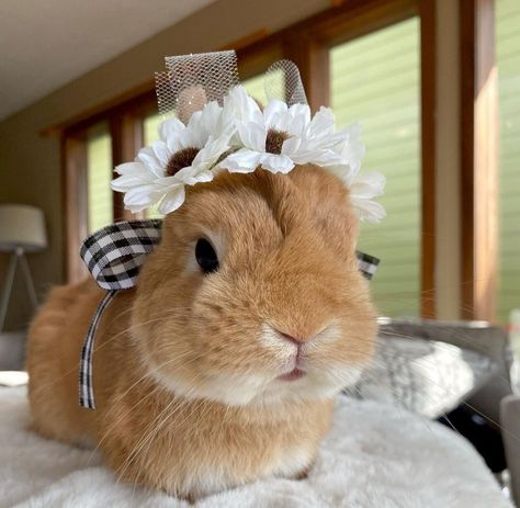 Bunny Cat, Crown Birthday, Birthday Gift Photo, Crown Wedding, Flower Crown Wedding, First Birthday Photos, Small Pet, Rabbit Ears, Bunny Ears