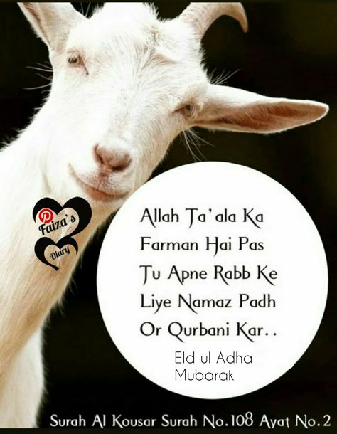 Eid ul Adha Mubarak to all Muslims#Qurbani Mubarak Qurbani Eid Quotes, Eid Ul Adha Mubarak, Eid Quotes, Hajj Mubarak, Jumma Mubarak Quotes, Adha Mubarak, Eid Ul Adha, Ramadan Quotes, Jumma Mubarak