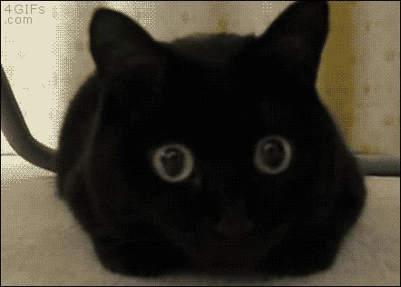 Those Eyes Black Cat Gif, Cat Pupils, Black Cat Pictures, Silly Dogs, Funny Animal Memes, Cat Playing, Black Cats, Cat Theme, Cute Little Animals