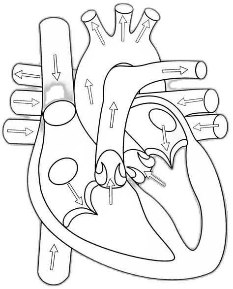 blank heart diagram Heart Function Circulatory System, Heart Blood Flow, Heart Flow, Heart Diagram, Heart Function, Emt Paramedic, Circulatory System, Blood Flow, Paramedic