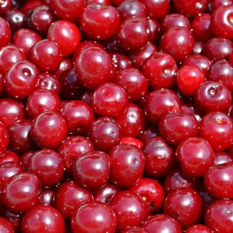 Zehnder's Cranberry Relish, Bob Evans Cranberry Sauce Recipe, Bob Evans Cranberry Relish Recipe, Bob Evans Recipes, Cranberry Vinaigrette, Fresh Cranberry Sauce, Relish Recipe, Bob Evans, Cranberry Relish