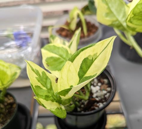 Lemon Meringue Pothos, Plant Wishlist, White Princess, Variegated Plants, Lemon Meringue, Propagating Plants, House Plant, Plant Life, Meringue