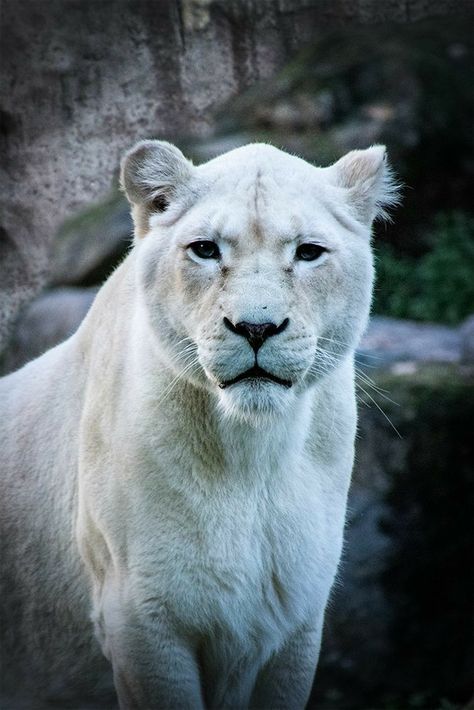 Albino Lion Aesthetic, White Panther Animal, White Lioness Aesthetic, White Lion Aesthetic, Albino Panther, Albino Lion, Lioness Goddess, White Lioness, Wallpaper Lion