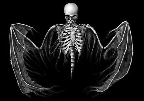 Winged skeleton Dibujos Dark, Angel Sketch, Dead Can Dance, Animation References, Skeleton Tattoos, Dark Artwork, Wings Art, Macabre Art, Dark And Twisted