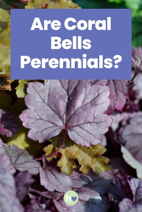 Are Coral Bells Perennials? - Hydrangea Love Potted Hydrangea Care, Hydrangea Shade, Backyard Crafts, Hydrangea Potted, Hydrangea Varieties, Outside Plants, Hydrangea Care, Vegetable Garden For Beginners, Coral Bells