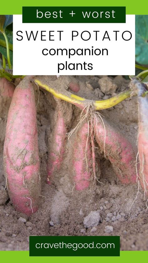 Do you want to grow the most delicious sweet potatoes? Did you know that some plants can help your sweet potato vines thrive while others can stunt their growth and production? Growing certain plants next to each other, you'll increase yield and protect against pests and disease without using chemicals or pesticides. Click to read our list of companion plants (and plants to avoid) that will help your sweet potato vines produce more tubers than ever before! | cravethegood.com Sweet Potato Plant Vine, Sweet Potato Vines, Potato Companion Plants, Nitrogen Fixing Plants, Companion Planting Guide, Best Companion Plants, Sweet Potato Plant, Potato Gardening, Growing Sweet Potatoes