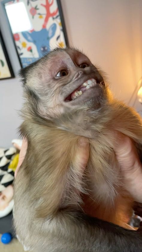 Monkey Smiling, Cute Monkey Pictures, Boy Monkey, Tiny Monkey, Capuchin Monkey, Tiktok Funny, Monkey Pictures, Pet Monkey