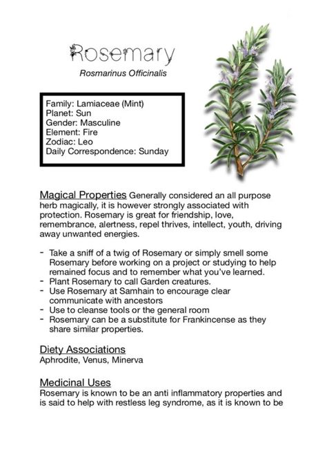 Rosemary Spell, Rosmary Magic Properties, Rosemary Witchcraft, Rosemary Magical Properties, Thieves Oil, Rosemary Herb, Rosemary Plant, Witch Herbs, Medicinal Herbs Garden