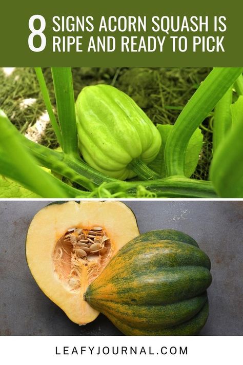 Discover the telltale signs of ripe acorn squash! 🍂🍁 Harvest your homegrown goodness with confidence. Tiny Balcony Garden, Squash Plant, Tiny Balcony, Plant Problems, The Lure, Acorn Squash, Balcony Garden, Outdoor Plants, Plant Care