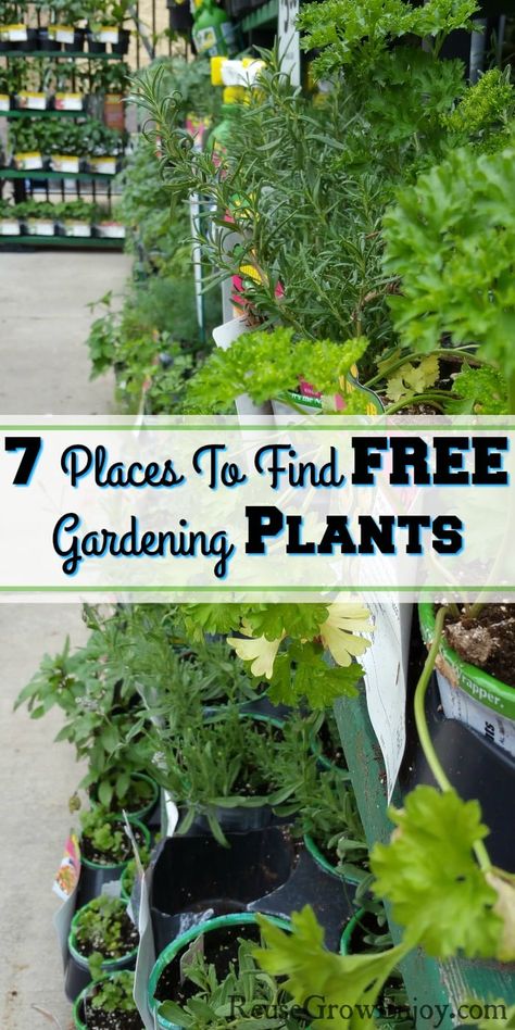 Did yolu know there are 7 different places you can get free plants? I will share tips on where to find them. Suburban Homesteading, Cheap Plants, Beginner Gardening, Garden Growing, Thrifty Living, Plant Projects, Gardening Plants, Garden Help, Diy Gardening