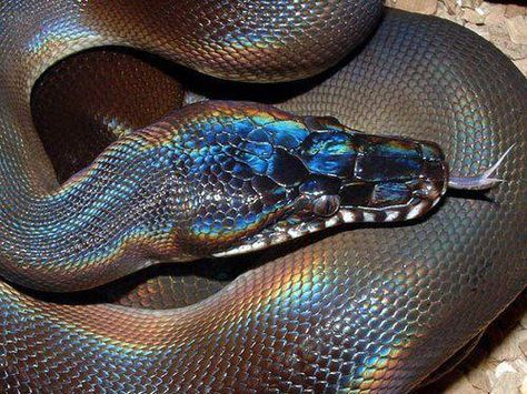 Coolest snake iv ever seen. - Imgur Volturi Aesthetic, Spiders And Snakes, Cool Snakes, The Wombats, Rainbow Snake, White Lips, Reptile Snakes, Beautiful Snakes, Vox Machina