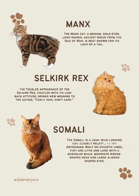 Cool Cat Breeds, Bsh Cat, Selkirk Rex Cat, Cat Types, Types Of Cats Breeds, All Cat Breeds, Manx Cat, Cat Species, Cat Essentials