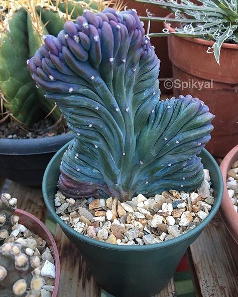 Myrtillocactus Geometrizans, Cactus Farm, Balcony Gardening, Backyard Plants, Flower Garden Design, Miniature Plants, Unusual Flowers, Succulent Garden, Gardening Supplies