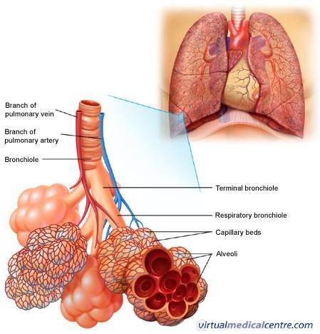 Lungs and air ducts Respiratory System Anatomy, Human Respiratory System, Excretory System, Pulmonology, Respiratory Care, Respiratory Therapy, Human Body Anatomy, Medical School Studying, Medical School Essentials