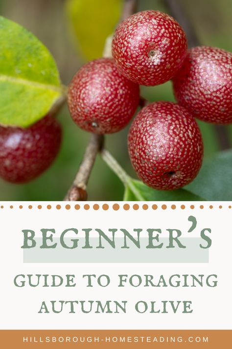 This prolific berry is one of my favorite Autumn forages. Within minutes you can harvest gallons of this nutritious and TART berry for salads, fruit leathers, and liquors! Learn how to forage for autumn olive today! | Hillsborough Homesteading #forage #foraging #forager #offgrid #recipe Fruit Leathers, Late Summer Early Fall, Autumn Olive, Wild Food Foraging, Healty Dinner, Olive Recipes, Foraged Food, Healthy Herbs, Berries Recipes