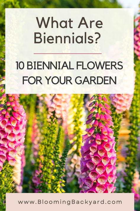 What Are Biennial Plants? (& 10 Popular Biennial Flowers for Your Garden) Silver Dollar Plant, Dianthus Barbatus, Biennial Plants, Plant Tags, How To Grow Taller, Ornamental Plants, Perfect Garden, Seed Pods, Growing Flowers