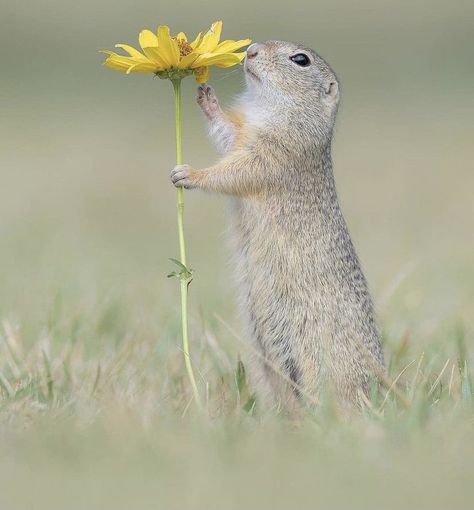 Visit Netherlands, Zoo Architecture, Smelling Flowers, Ground Squirrel, Van Gogh Museum, Cute Squirrel, Wildlife Animals, Animals Of The World, Animals Images