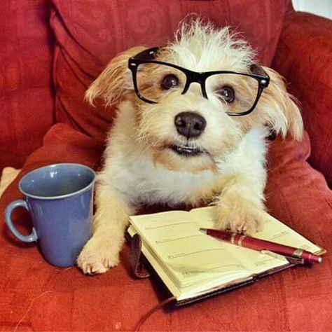 Perrito estudioso Hipster Dog, Dog With Glasses, Wearing Glasses, Ecards Funny, Happy Dogs, Jack Russell, Cute Funny Animals, Dog Life, Funny Cute