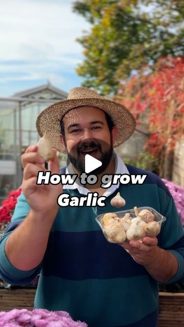 Joseph Clark on Instagram: "Today we are back and I am showing you how to plant and grow fresh garlic at home, and then use this garlic year after year to grow a lifetimes supply. 

Growing garlic has to be one of my favourite autumn garden activities, as it’s such a useful crop in the kitchen. Now is the best time to plant many garlic varieties, as they need a period of cold stratification, to help them form bulbs with individual cloves. If you wait until spring, what you will get is essentially one giant garlic bulb, similar to an onion. 

When it comes to planting garlic, there really isn’t much to do. While you can use garlic from the supermarket, I wouldn’t, as often these have been sprayed with anti sprouting hormones,  can carry viruses and are often not suited to our growing condit Growing Garlic From Cloves, Garlic Varieties, Veggie Gardens, Planting Garlic, Garden Activities, Growing Garlic, Garlic Bulb, School Garden, Pool Decor