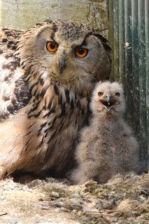 Siberian eagle owls - Olmense Zoo | Siberian eagle owl with … | Flickr Flying Cat, Eagle Owl, Silly Animals, Creature Design, Featured Artist, Wildlife Photography, Owls, Animals Wild, Cute Animals