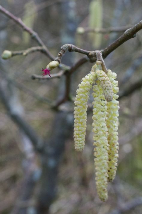 Hazel Catkins, Education Pictures, Hazel Tree, Preschool First Day, Cosy Cottage, Spring Images, West Coast Scotland, Silk Tassels, Spring Preschool