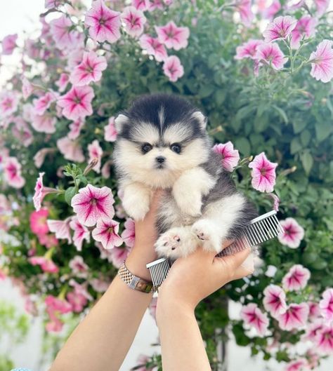 ❤️‍🔥James the cute and sweet Teacup ☕️Pomsky puppy 🐶 now available and ready to go.All shots , chipped, deworm, come with health guarantee, good temperament, potty trained, crate trained, friendly with people and other pets.❤️‍🔥 Teacup Pomsky, Pomsky Puppy, Pomsky Puppies, Teacup Puppies, Crate Training, Potty Training, Ready To Go, Tea Cups, Puppies