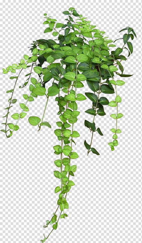 Plant Transparent Background, Creeper Plants, Rose Flower Png, Flower Bushes, Creepers Plants, Botany Illustration, Pink Flowering Trees, Tree Photoshop, Plant Texture