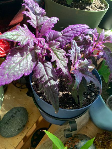 Purple Velvet plant - beautifully shaped green leaves covered in velvety purple hairs - houseplant411.com Purple Velvet Plant, Velvet Plant, Apartment Plants, Purple Velvet, The Purple, Purple Hair, How To Grow, Dark Purple, Green Leaves