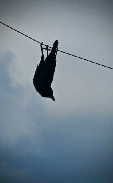 Crow hanging upside down to get a better look at my cat playing with a mouse. The crow wasn't stuck and the mouse got away. Silly Crow Pictures, Crow Aethestic, Crow With Shiny Things, Crow Looking Down, Roadkill Photography, Crow Flying Video, Upside Down Aesthetic, Crow And Cat, Crow Therian