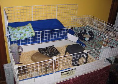 DIY C&C Cage, I Absolutely Love The Bed Loft!! 💕 Diy Guinea Pig Cage, Run Photo, Bed Loft, C&c Cage, Pig Stuff, Guinea Pig Bedding, Guinea Pig Cage, Pet Bunny, Pet Rabbit